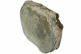 Fossil Whale Cervical Vertebra - Yorktown Formation #224054-1
